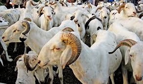 Ziguinchor "n’a reçu que 13% des 25 000 moutons devant alimenter le marché local" (inspecteur)