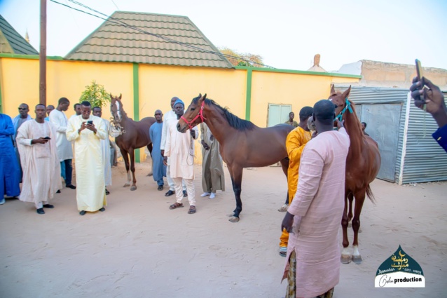 Omar Bao mou Serigne Mountakha offre trois chevaux de course au Khalife général des Mourides(Photos)