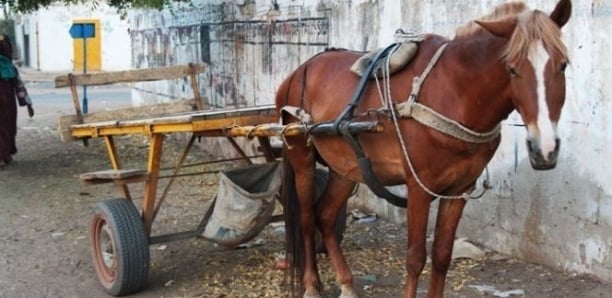 Meurtre à Guinaw-Rails : Un soudeur tué par un charretier