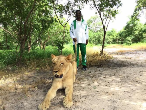 Photos:le ministre  Mary Teuw Niane se promène avec des lions