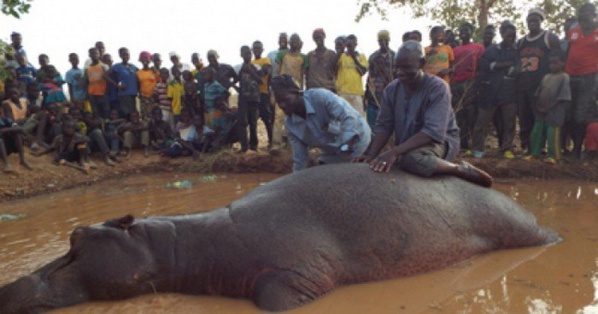 L’hippopotame attaque dangereusement des pêcheurs dans le fleuve