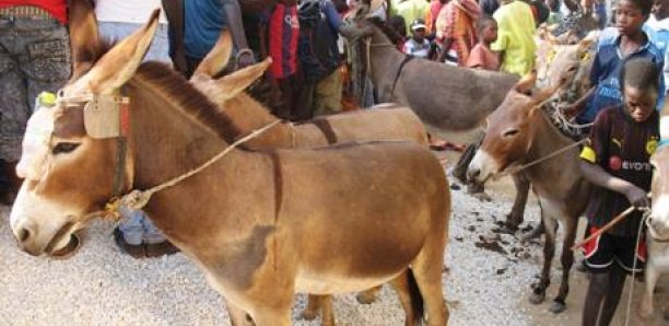 Drame à Louga: Un enfant d'un an tué par un âne