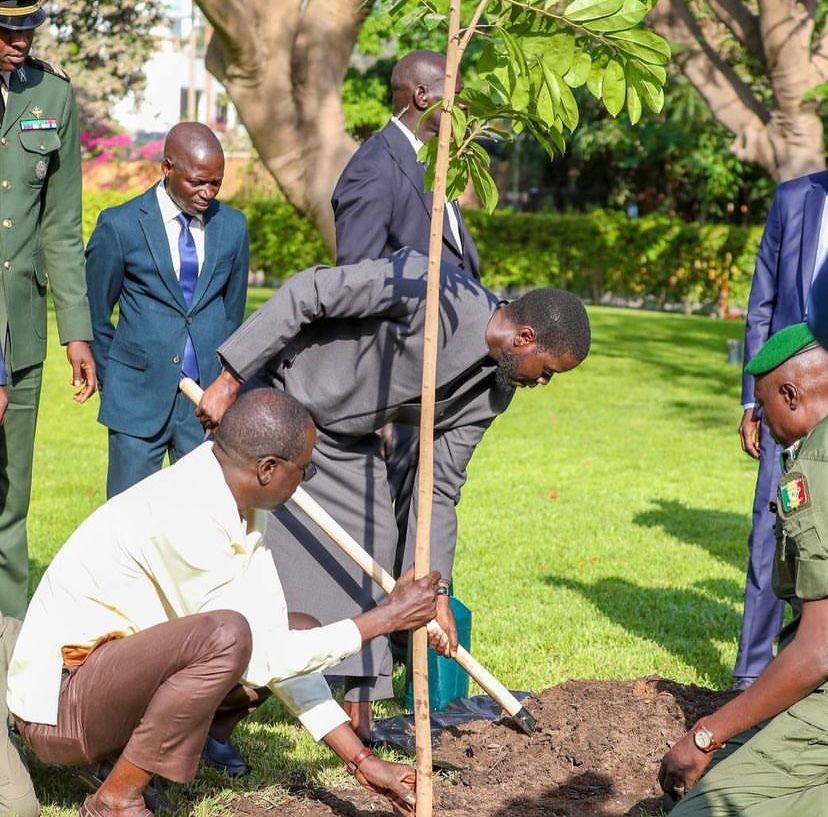 LE PRÉSIDENT DIOMAYE FAYE PLANTE UN ARBRE EN SYMBOLE D’ESPOIR