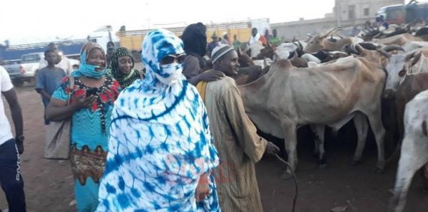 ​Préparation du Magal de Touba-  Sokhna Aïda Diallo Thioune se rend au Mali pour l'achat de ...7500 boeufs (VIDEOS)