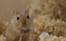 Comment une souris a empêché un avion d'Air France de décoller