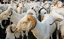 Ziguinchor "n’a reçu que 13% des 25 000 moutons devant alimenter le marché local" (inspecteur)