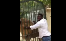 Eumeu Sene entrain de caresser le lion du parc de hann