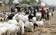 Marchés à bétail sénégalais: Les prix du mouton flambent à l’approche de l’Aïd El Kébir