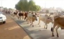 Suivez l'arrivée des bœufs de Cheikh Béthio à Touba