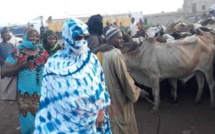 ​Préparation du Magal de Touba-  Sokhna Aïda Diallo Thioune se rend au Mali pour l'achat de ...7500 boeufs (VIDEOS)