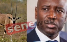 Aly Ngouille Ndiaye (aussi) s'est fait livrer 6 gazelles oryx...