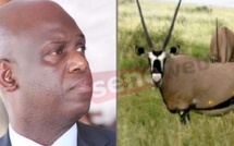 Affaire gazelles Oryx : Mansour Faye dément formellement et brandit une plainte contre...