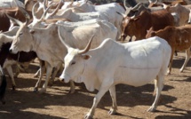 30 bœufs de 10 millions FCFA escroqués: Le berger de Serigne Saliou Thioune déféré au parquet