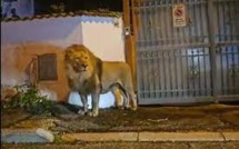 Italie: un lion échappé d'un cirque filmé en pleine rue près de Rome