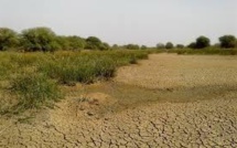 Podor :l’île à Morphil, une contrée en famine