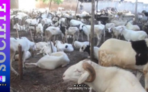 TOUBA- 280 moutons et 34 millions - Serigne Sidy Nar Diène réitère son geste envers Serigne Mountakha