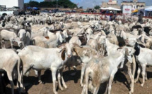 Tabaski 2024 : plus de 38 000 moutons invendus