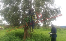 Goudiry : Un homme retrouvé pendu à un arbre (photo)