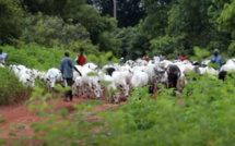 Sénégal: Rapatriement de plusieurs Bissau-Guinéens accompagnés de plus de 600 vaches