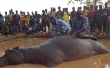 L’hippopotame attaque dangereusement des pêcheurs dans le fleuve